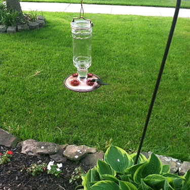 Hummingbird Food Recipe