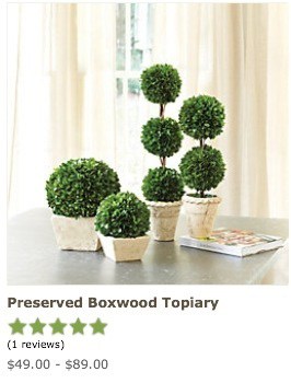 Boxwood topiary