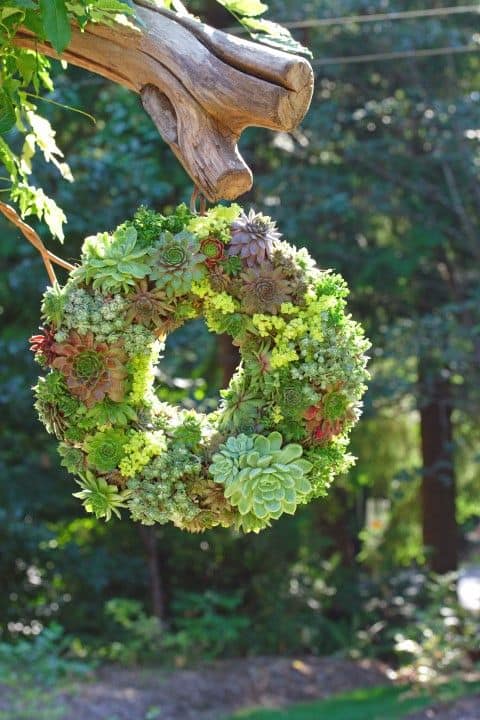 succulent wreath
