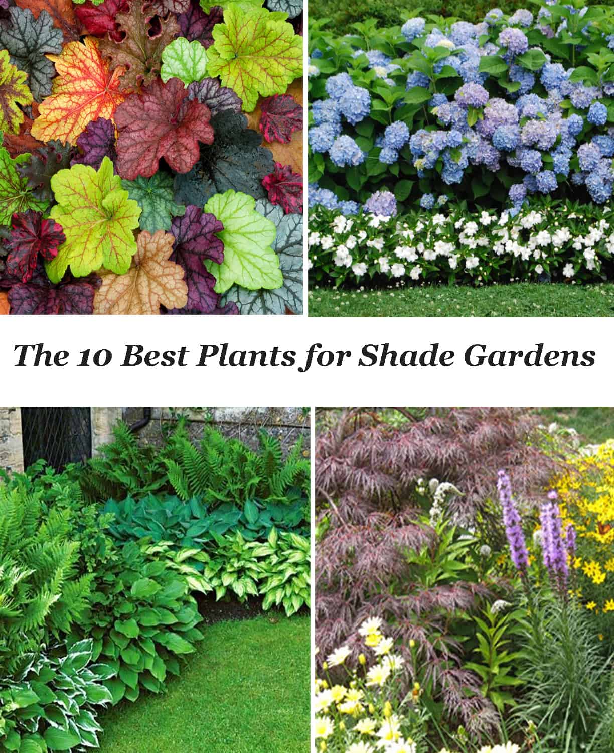 10 Best Shade Garden Plants - The Honeycomb Home