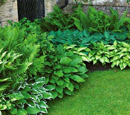 10 Best Shade Garden Plants