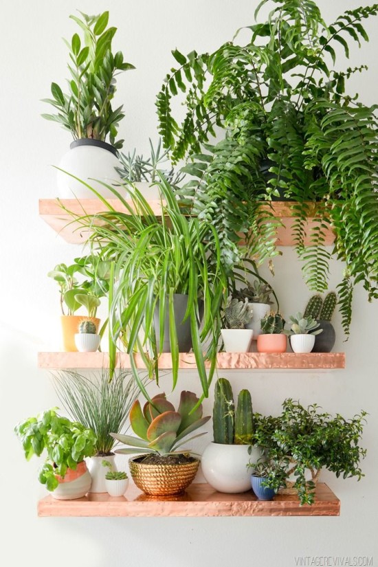 plant shelf