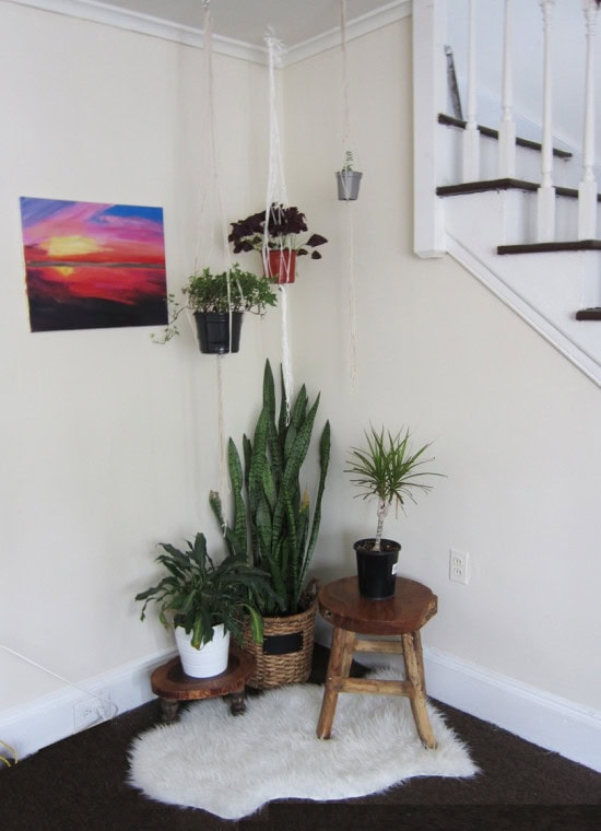 plant corner