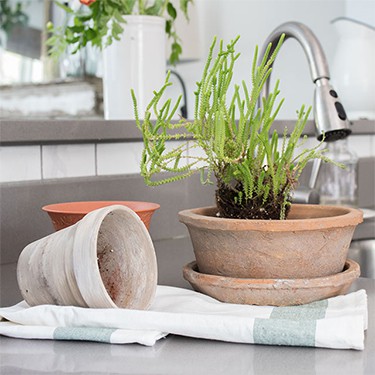 The 10 Best Air Purifying Houseplants