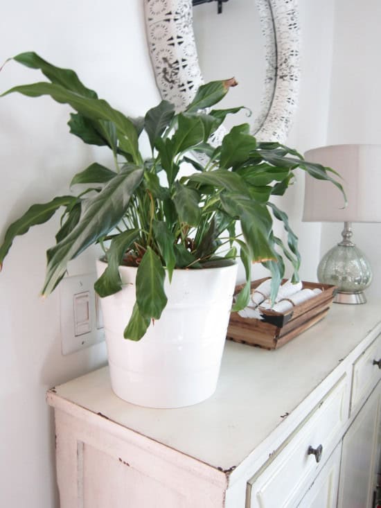 Peace Lily Plant