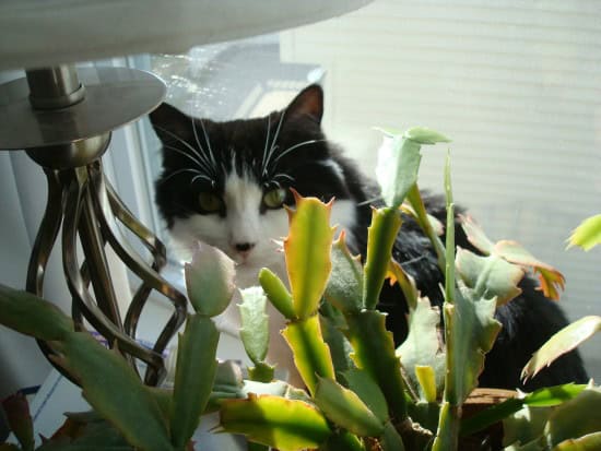 Christmas Cactus