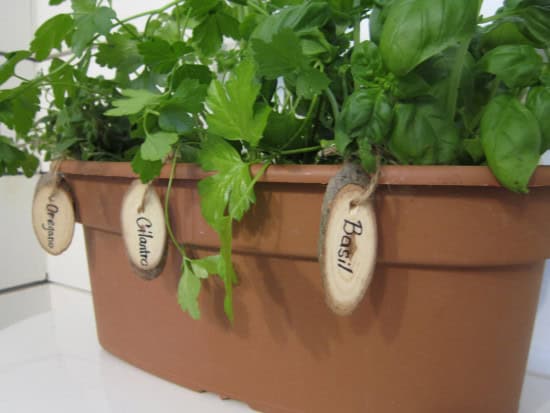 Herb Gardening Indoors