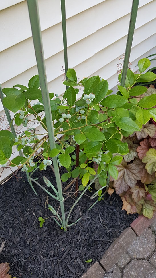 Blueberry Shrub