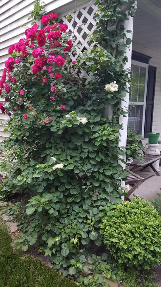 Climbing Hydrangea