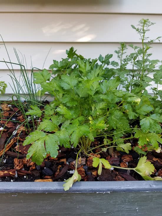 how to grow your own herb garden