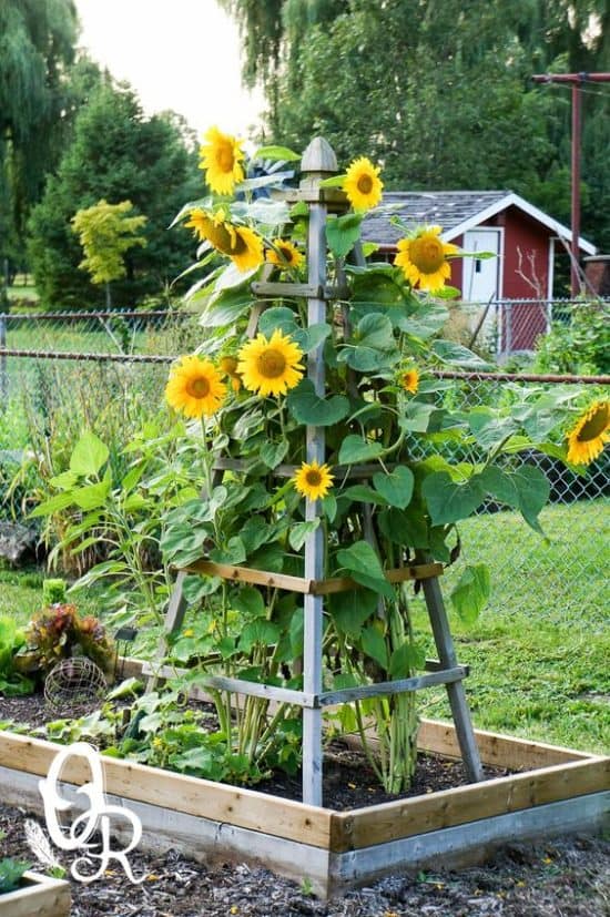 Sunflower Support Ideas