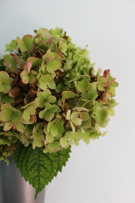 dried hydrangeas for fall decorating