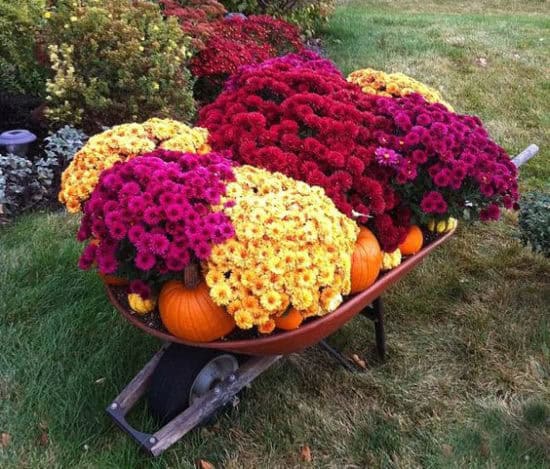 Grow Mums for Gorgeous Fall Color - Ted Lare - Design & Build