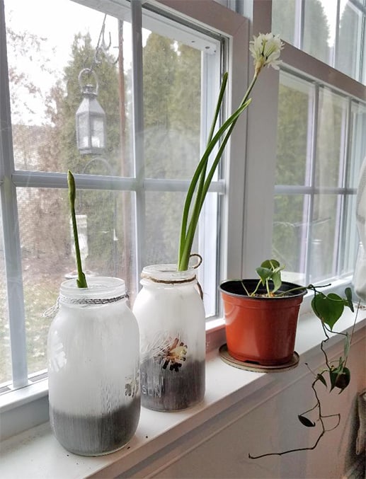growing paperwhites indoors in the winter