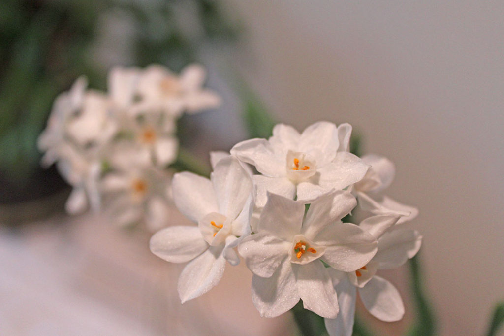 Growing Paperwhite Flowers Indoors The Home