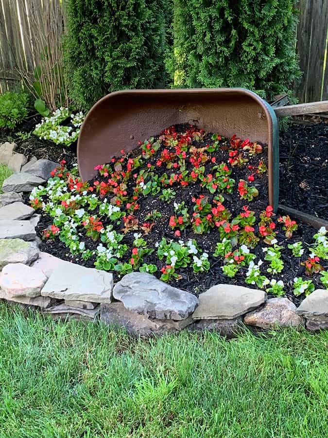 large wheelbarrow flower planter