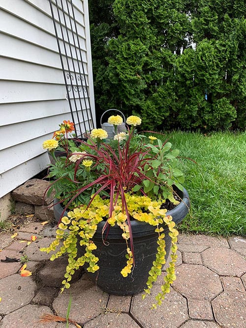 Full Sun Container Garden Mix - The Honeycomb Home