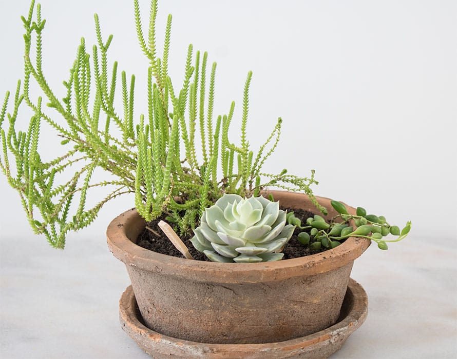 succulent container garden ideas for indoors