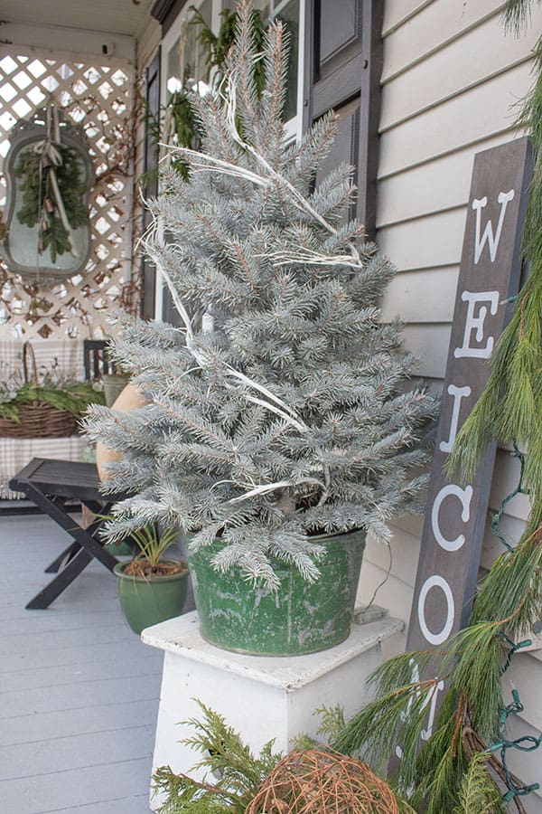 mini white pine Christmas tree in bucket, exterior decorating ideas