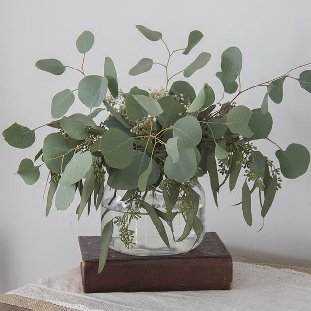 Eucalyptus essential oil has many benefits, find out what they are here.