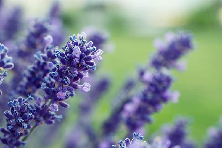 Flower Buzz Collection Flower Essential Oil. Lilac Essential Oil In A  Bottle. Nature. Selective Focus Stock Photo, Picture and Royalty Free  Image. Image 169758749.