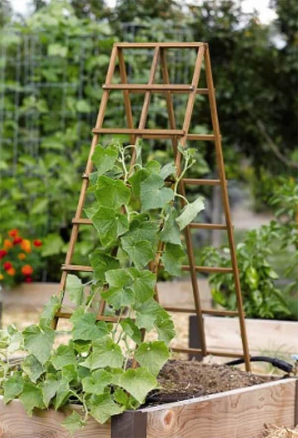 10 Diy Garden Trellis Ideas The Honeycomb Home