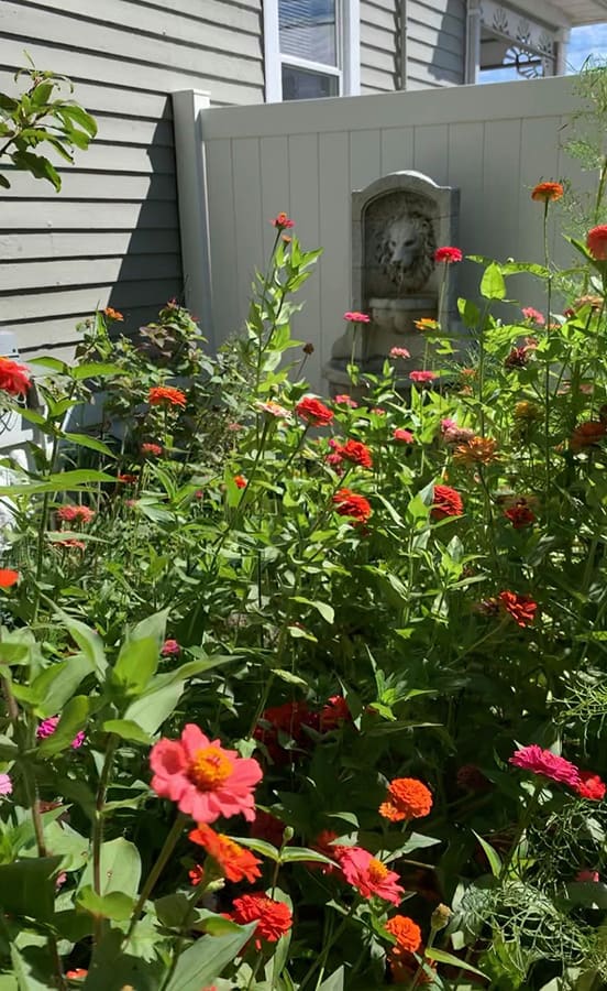 Zinnia's and water feature gardens
