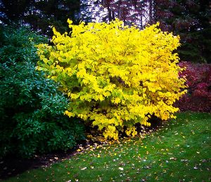 The Best Landscape Plants For Fall Color - The Honeycomb Home