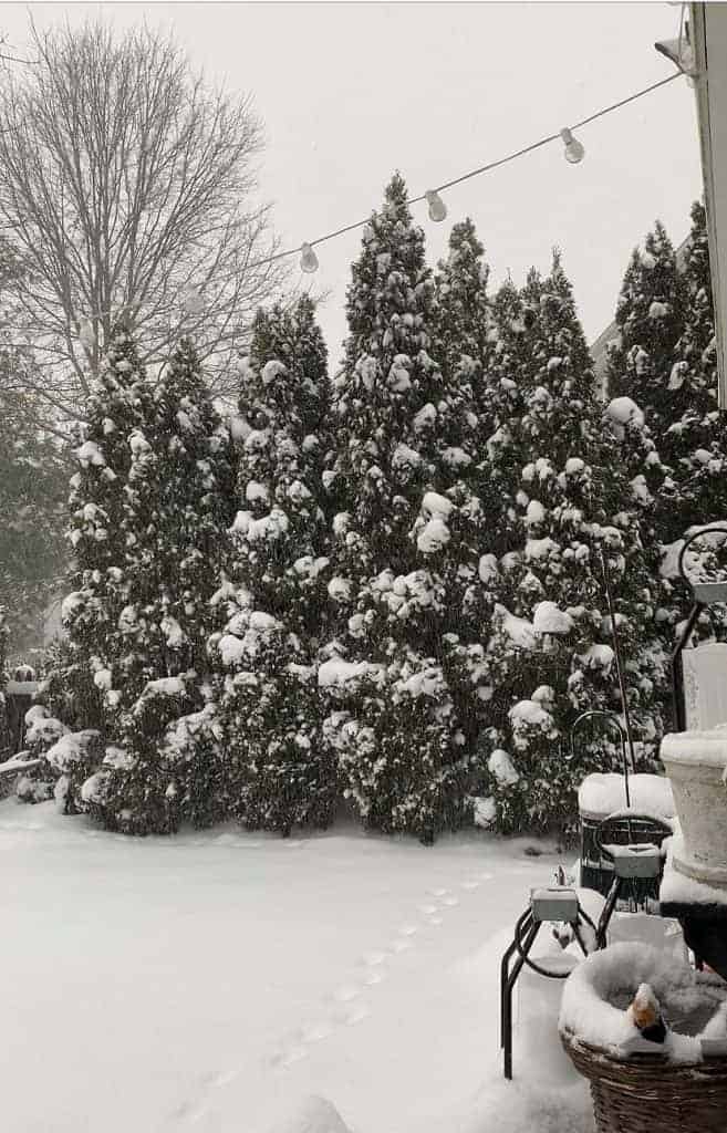 arborvitae covered in snow