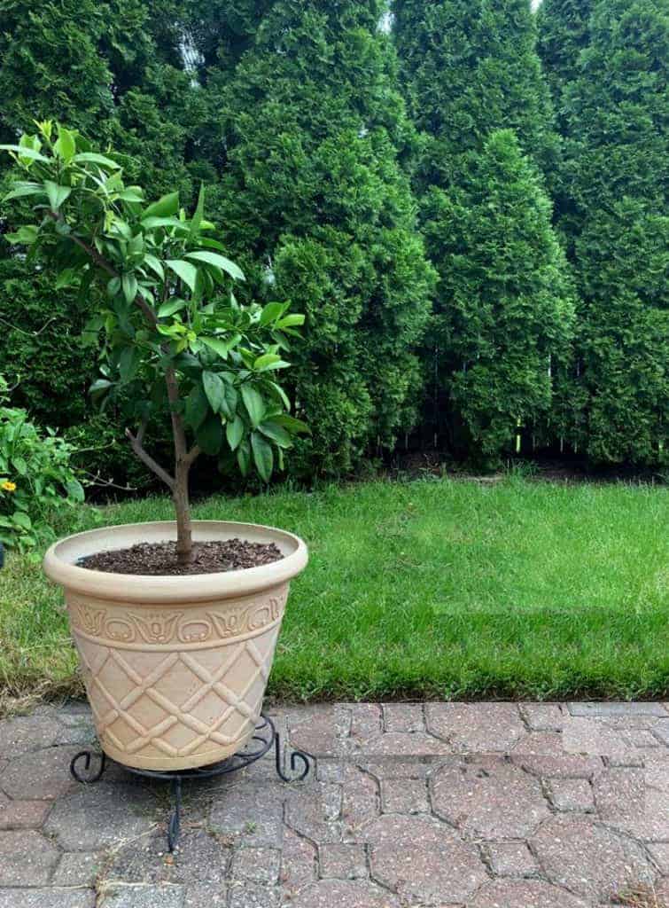 emerald green arborvitae hedge for privacy 