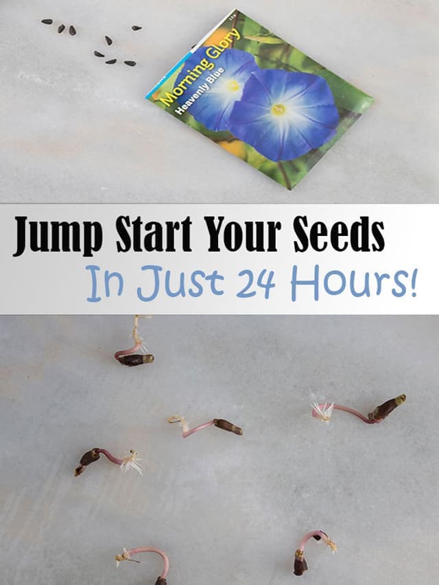 How To Sprout Seeds Overnight!