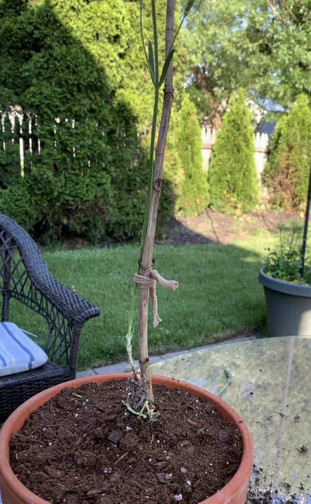 How to Make a Lavender Topiary The Home