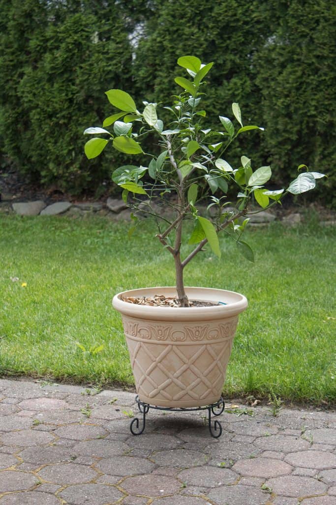 lemon tree container pot