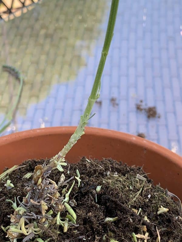 How to Make a Lavender Topiary The Home