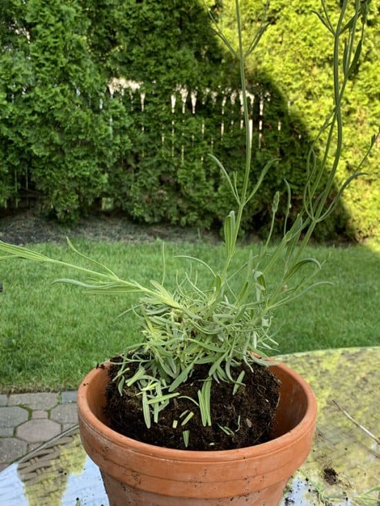 How to Make a Lavender Topiary The Home
