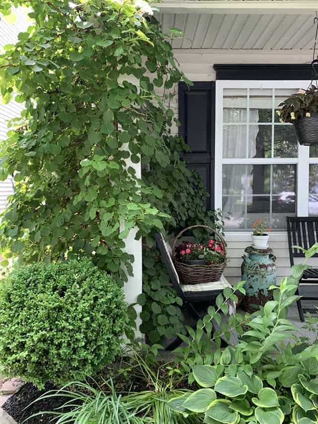 Climbing-hydrangea