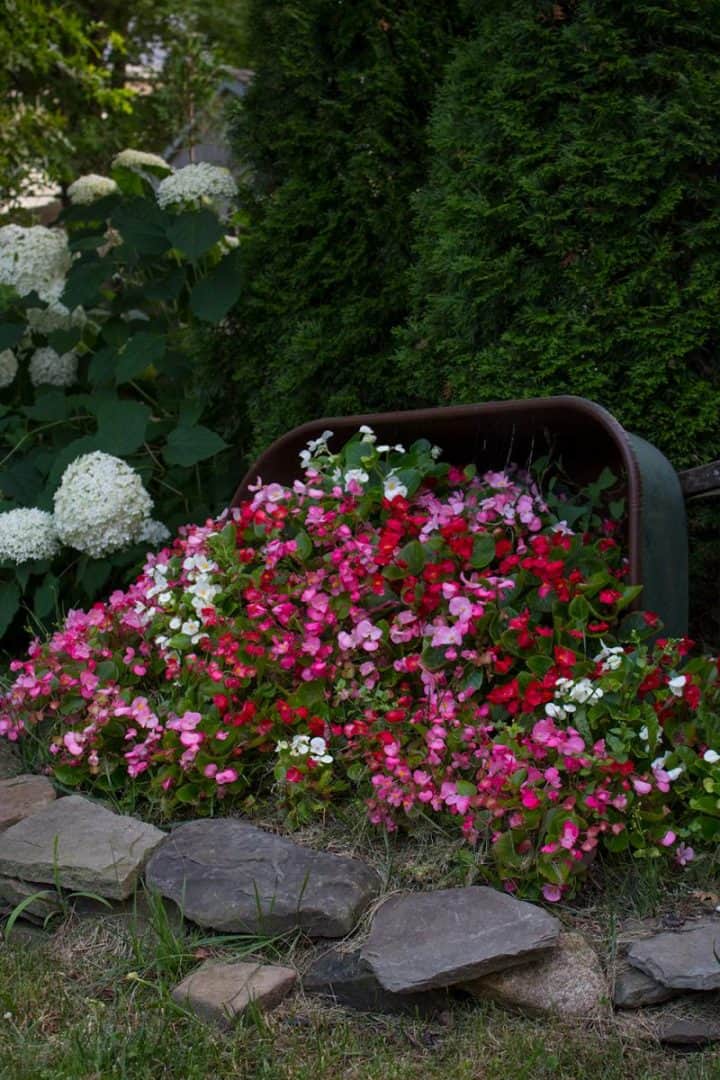 wheelbarrow full of flowers