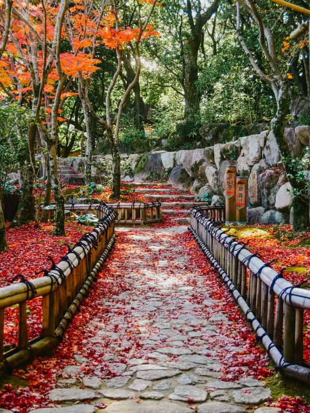 best-landscape-plants-for-fall-color