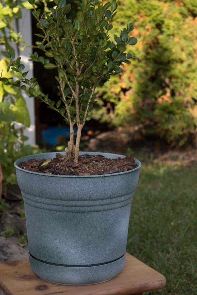 Painting Plastic Pots To Look Like Cement The Home