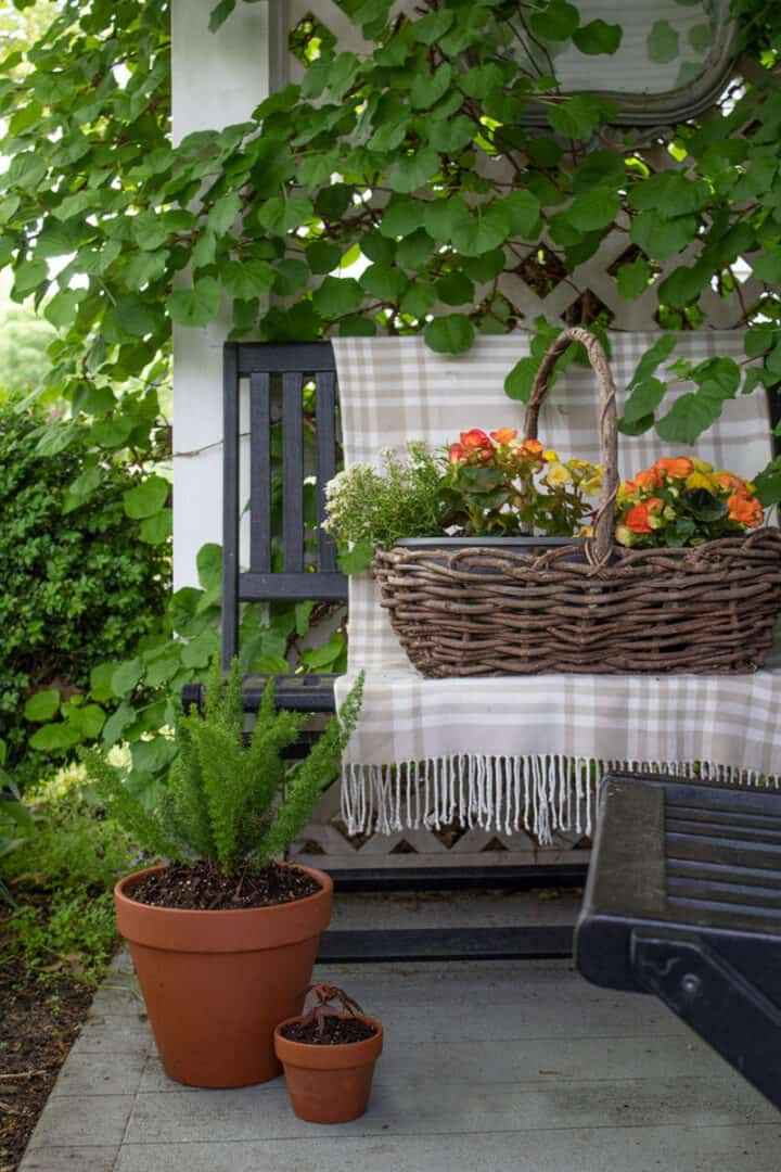 best potted plants for shaded porch