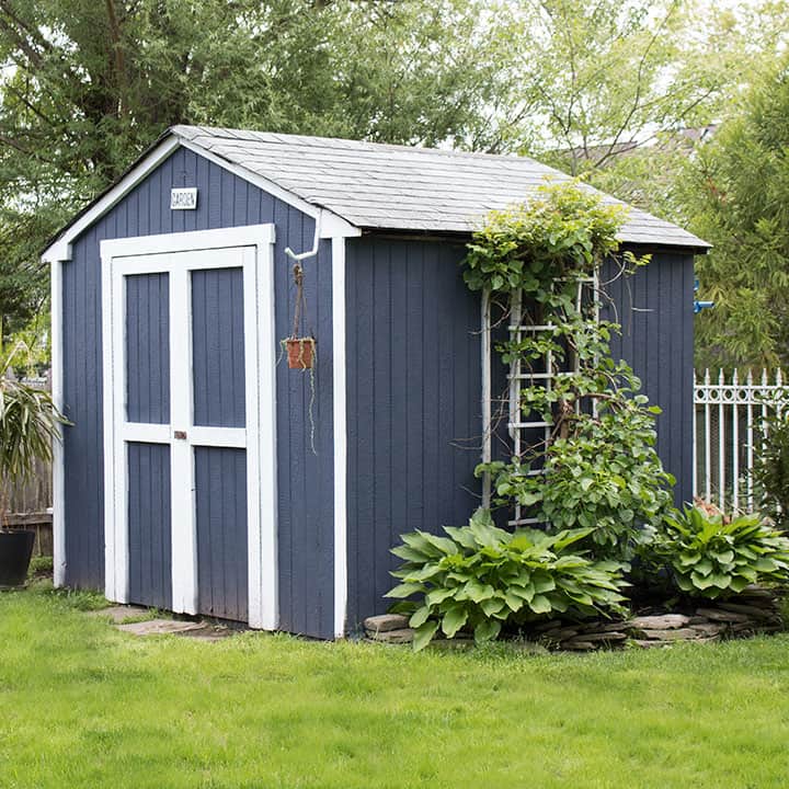 shed with climbing hydrangea vine