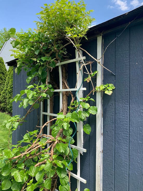 Climbing Hydrangea Vine (Growing Tips) The Home