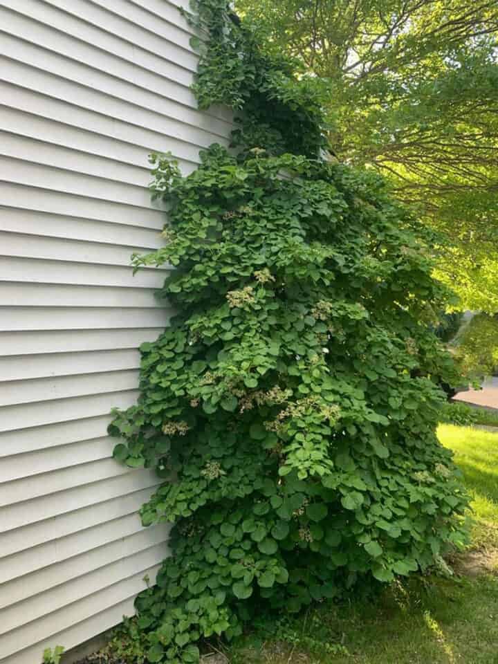 climbing-hydrangea-vine