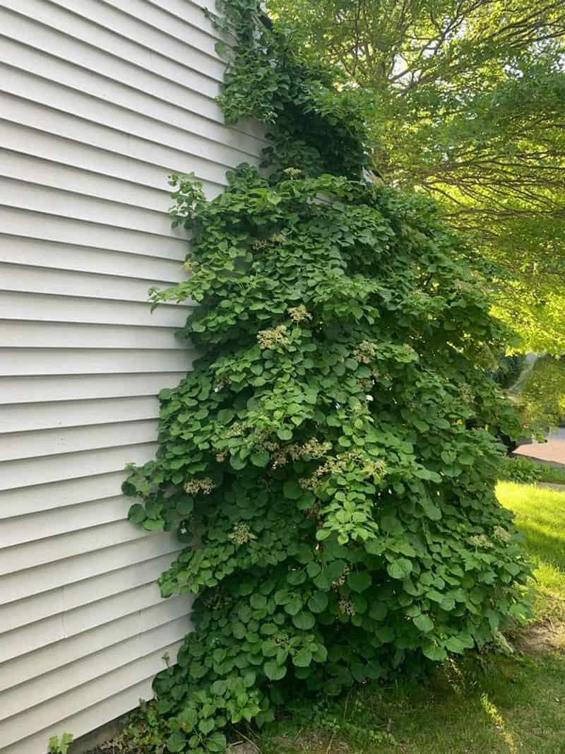 Climbing Hydrangea Vine (Growing Tips) The Home