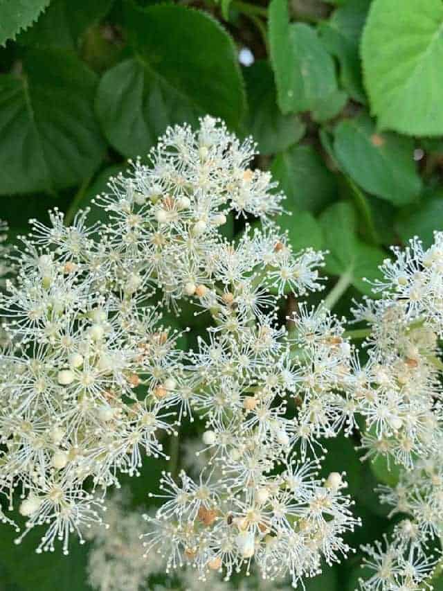 How To Grow A Climbing Hydrangea Vine