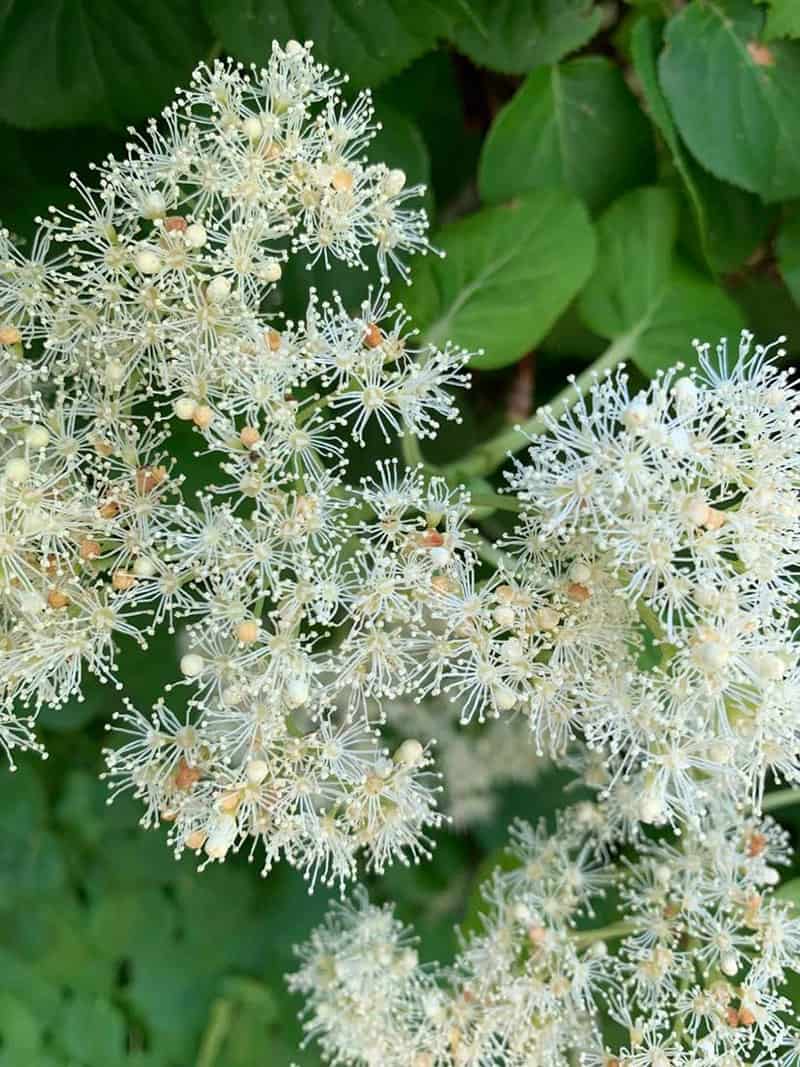 Climbing Hydrangea Vine (Growing Tips) The Home