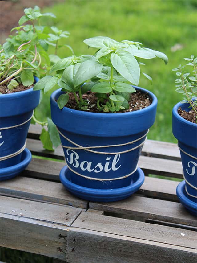 DIY Herb Pots