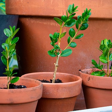 Growing Boxwoods From Cuttings