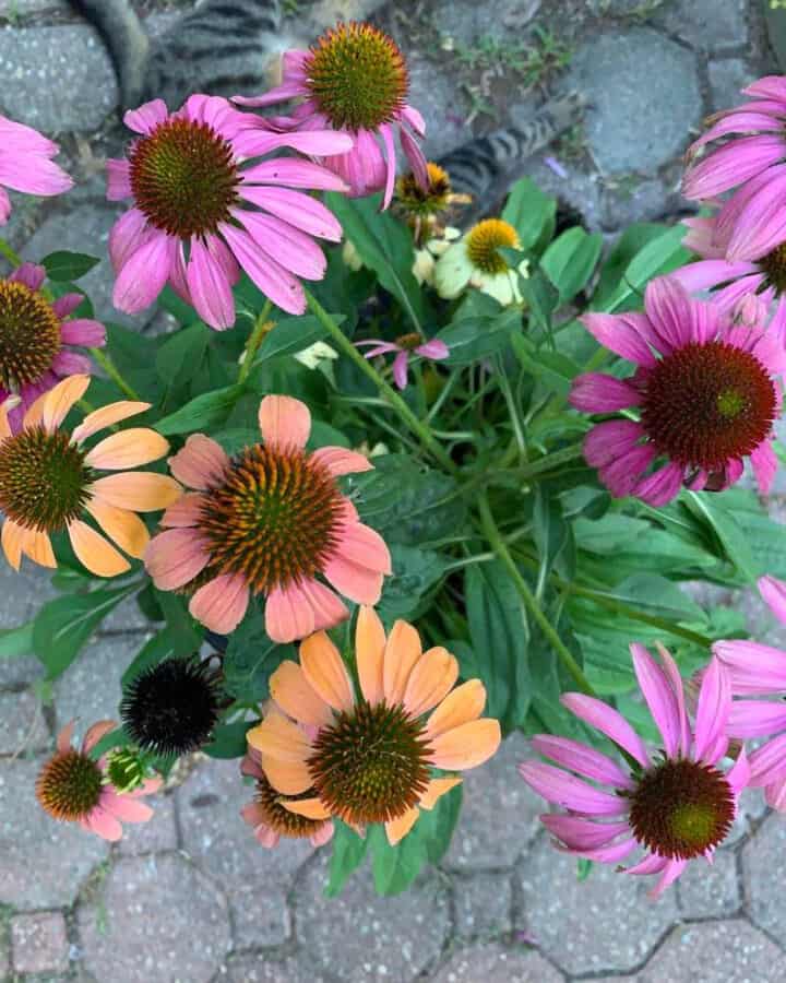 how-to-harvest-coneflower-seeds