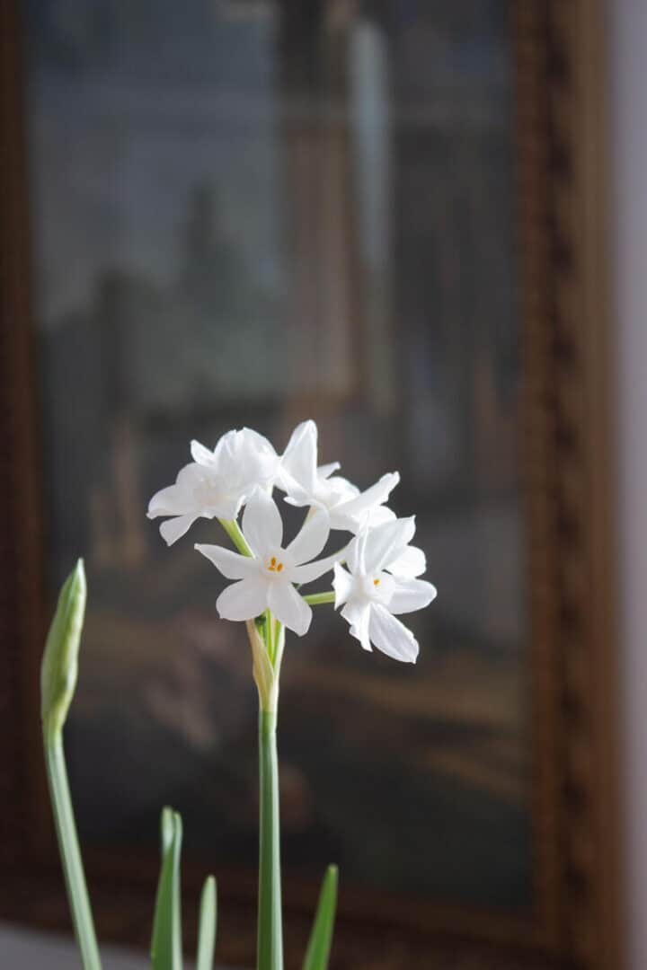 growing paperwhite flowers